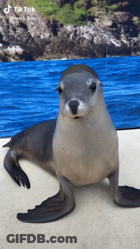 A Seal Is Standing In Front Of A Blue Ocean And A Rocky Shoreline In A Tik Tok Video GIF