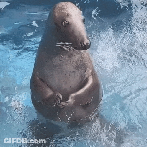 A Seal Is Standing In The Water With Its Arms Crossed GIF