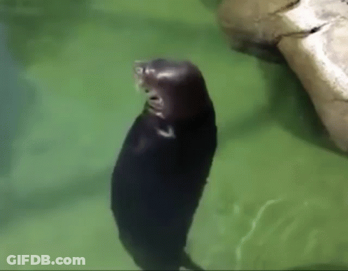 A Seal Is Standing In The Water With Its Mouth Open And A Rock In The Background . GIF
