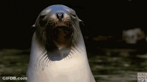 A Seal Is Standing In The Water With Its Mouth Open And Looking At The Camera . GIF