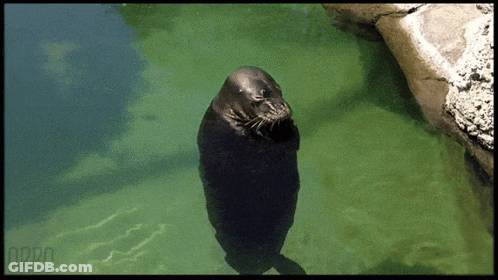 A Seal Is Standing In The Water With The Word Orbo On The Bottom Right GIF