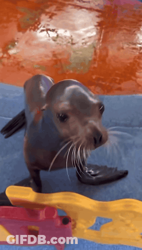 A Seal Is Standing On A Blanket In The Water And Looking At Something GIF