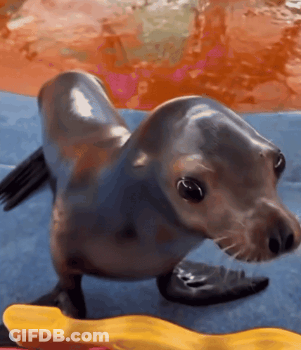 A Seal Is Standing On A Blue Blanket In The Water GIF