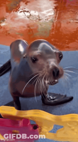A Seal Is Standing On A Blue Mat In The Water And Looking At The Camera GIF
