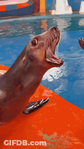 A Seal Is Standing On A Red Mat In The Water GIF