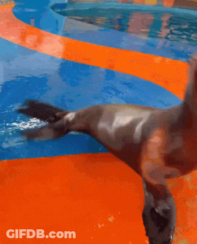 A Seal Is Standing On Its Hind Legs In A Swimming Pool GIF