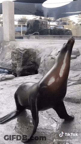A Seal Is Standing On Its Hind Legs In Front Of A Waterfall And A Sign That Says Tik Tok GIF