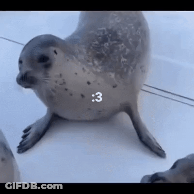 A Seal Is Standing On Its Hind Legs On A Boat And Looking At The Camera . GIF