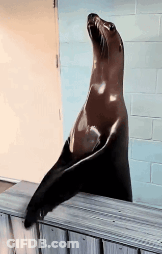 A Seal Is Standing On Its Hind Legs On A Fence GIF