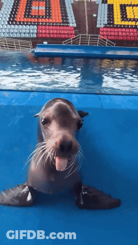 A Seal Is Sticking Its Tongue Out In Front Of A Stadium That Has The Word Gators On It GIF