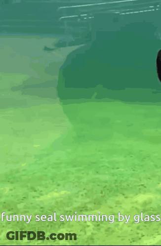 A Seal Is Swimming By Glass In A Pool GIF