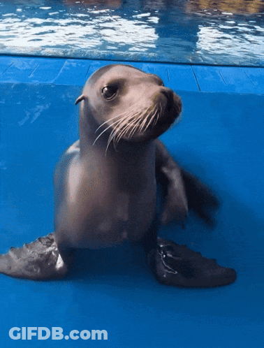 A Seal Is Swimming In A Blue Pool GIF