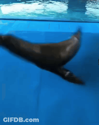 A Seal Is Swimming In A Blue Pool With A Blurry Background GIF