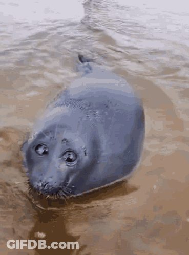 A Seal Is Swimming In A Body Of Water And Looking At The Camera GIF