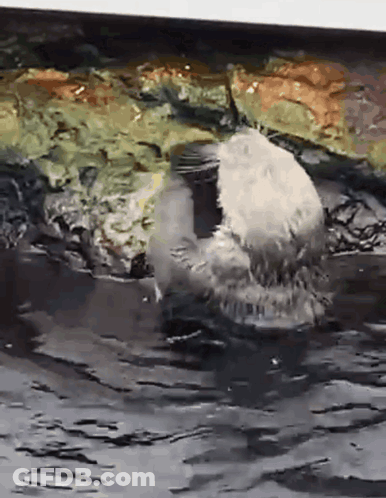 A Seal Is Swimming In A Body Of Water Near A Rock . GIF
