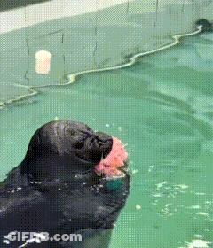 A Seal Is Swimming In A Pool And Eating A Pink Object GIF