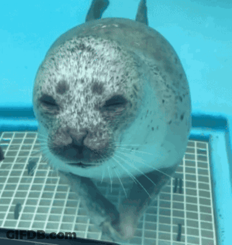 A Seal Is Swimming In A Pool And Looking At The Camera GIF