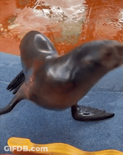 A Seal Is Swimming In A Pool Next To A Yellow Toy GIF