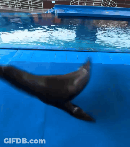 A Seal Is Swimming In A Pool With A Blue Mat On The Floor GIF