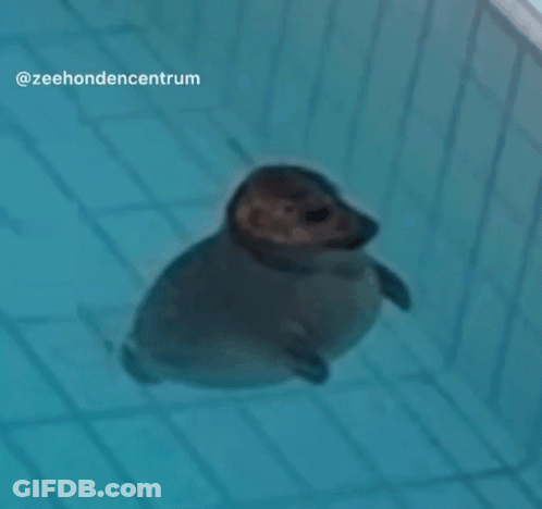 A Seal Is Swimming In A Pool With The Words Zeehondencentrum On The Bottom GIF