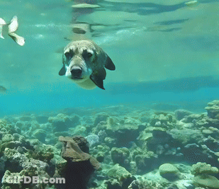 A Seal Is Swimming In The Ocean Near Corals GIF