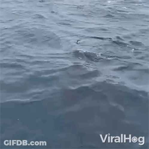 A Seal Is Swimming In The Ocean With Its Head Out Of The Water GIF