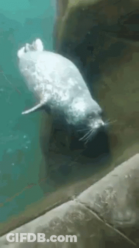 A Seal Is Swimming In The Water And Looking At The Camera GIF