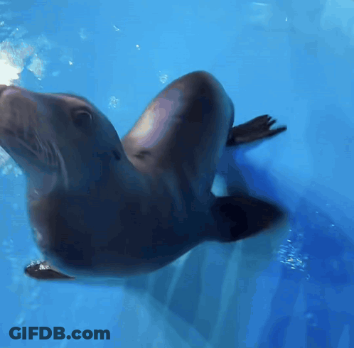 A Seal Is Swimming In The Water And Looking Up At The Camera GIF