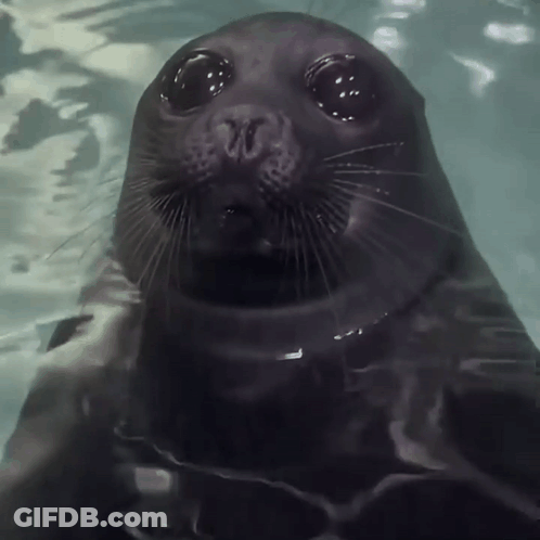 A Seal Is Swimming In The Water With Its Eyes Closed GIF