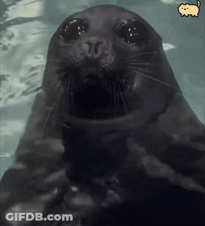 A Seal Is Swimming In The Water With Its Mouth Open And A Cat Is Behind It GIF