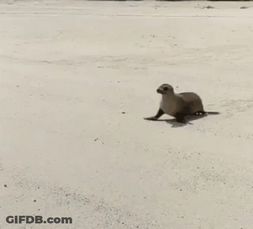 A Seal Is Walking Across A White Sandy Beach . GIF