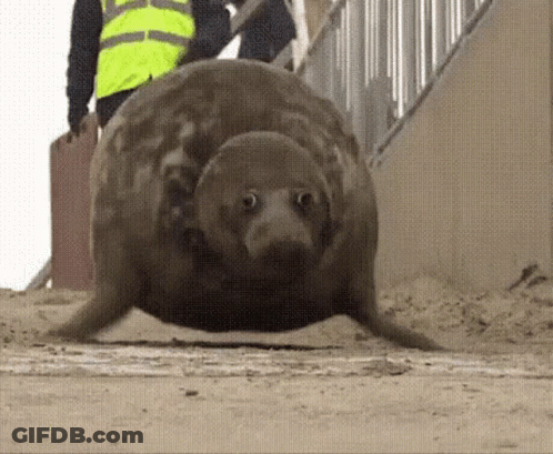 A Seal Is Walking On A Sandy Beach Next To A Man Wearing A Yellow Vest . GIF