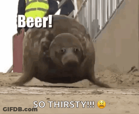 A Seal Is Walking On The Ground With The Words `` Beer ! So Thirsty ! '' Above It . GIF