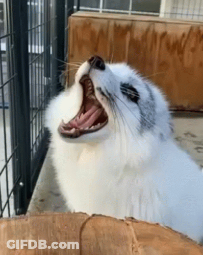 A Seal Is Yawning In A Cage And Looking Up . GIF
