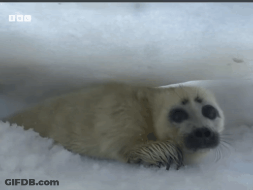 A Seal Laying In The Snow With Bbc Written On The Bottom GIF