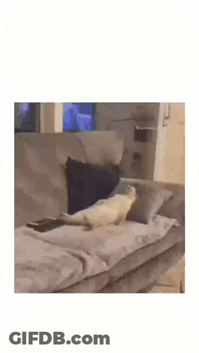 A Seal Laying On A Couch With The Words Me Back At Hop Having To Socia GIF