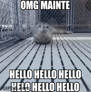 A Seal Laying On A Wooden Floor With The Words Omg Mainte Hello Hello Helo Hello Hello GIF