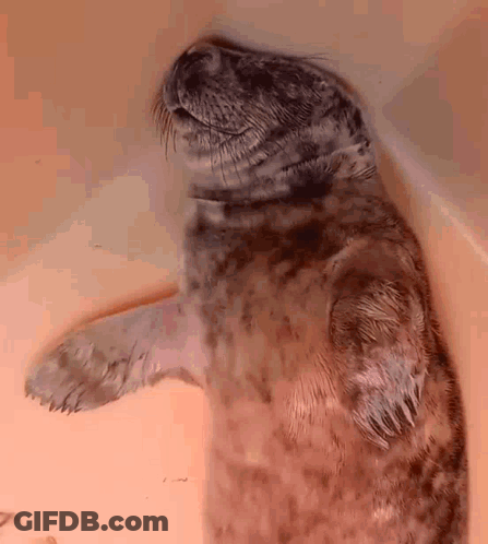 A Seal Laying On Its Back With Its Paws Up GIF
