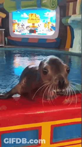 A Seal Laying On Top Of A Red Table In Front Of A Screen That Says ' Shark Tank ' GIF