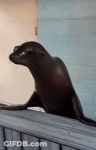 A Seal Looking Over A Wooden Fence In Front Of A Blue Wall GIF