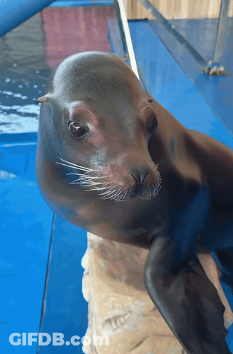 A Seal Looks At The Camera While Standing On A Blue Surface GIF