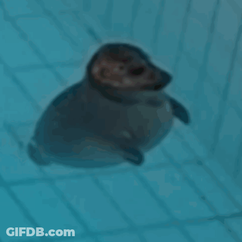 A Seal Puppy Is Swimming In A Pool With A Blue Background GIF