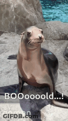 A Seal Sitting On A Rock With The Words Booooold Written On It GIF