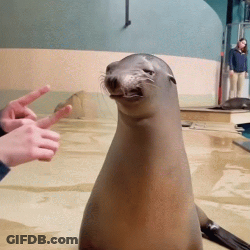 A Seal Sitting On A Sandy Surface With A Person Giving It The Peace Sign GIF