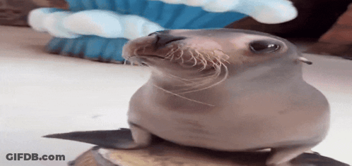 A Seal Sitting On Top Of A Barrel With A Blue Fan In The Background GIF
