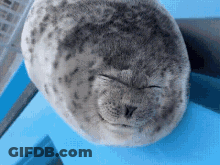 A Seal Sleeping On A Blue Chair With Its Eyes Closed GIF