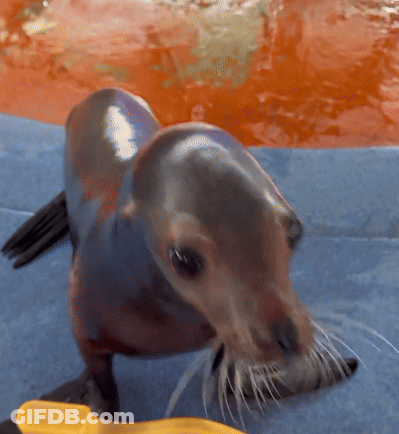 A Seal Standing On A Blue Blanket With A Yellow Brush In Front Of It GIF