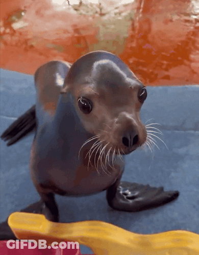 A Seal Standing On A Blue Surface With A Yellow Object In Front Of It GIF