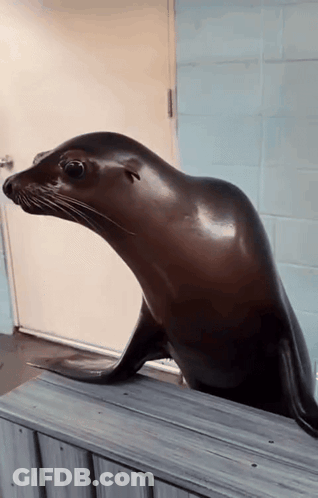 A Seal Standing On A Wooden Ledge Looking Out A Door GIF