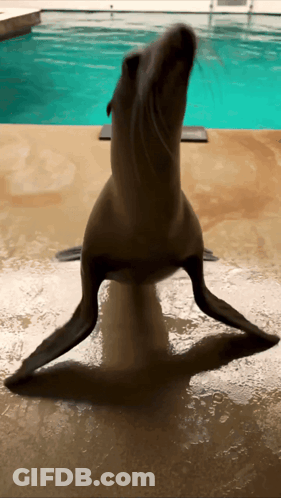 A Seal Stands On Its Hind Legs In Front Of A Swimming Pool GIF
